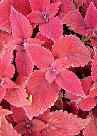 Coleus (Solenostemon) 'Crimson Velvet'